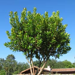 Arbousier specimen / Arbutus unedo specimen